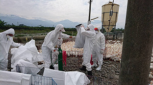 屏東縣加強養禽場監測採樣！今再撲殺7,260隻肉鴨