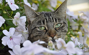 花朵鬧事！喵星人也會得花粉症狂打噴嚏
