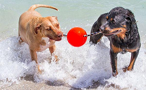 汪星人長大不愛玩玩具？牠們只是「喜新厭舊」