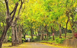 黃金雨季來臨 乘獨木舟賞阿勃勒好愜意