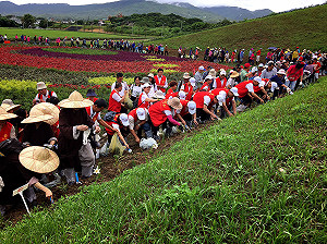 94醬愛地球  台灣百合蔓延東北角