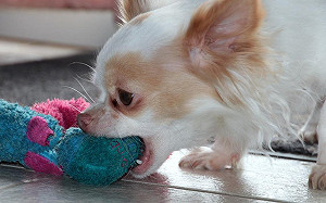 就是愛吃怪東西！汪星人有異食癖怎麼辦？
