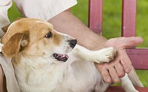 狗狗的肉球居然會有爆米花味？看看專家們怎麼說
