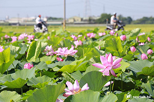 端午連假必玩！南台灣四大花轟美景看不完