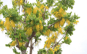 北屯旱溪阿勃勒「黃金雨」亮麗再現！民眾驚喜連連