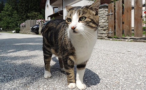 這是真的嗎？公貓尿尿比較臭