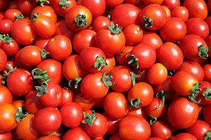 寒流害慘慘！食用番茄、虱目魚損失最嚴重