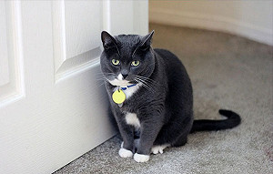 貓皇夜裡愛抓門！貓奴想一夜好眠有秘方