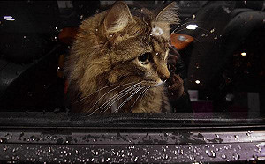 小心受罰！熱浪來襲別將毛小孩獨留車內