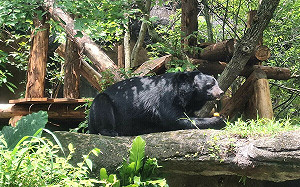 人事長：已與台北市立動物園達共識 明年調高危險加給3千至5千元