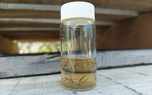 高雄本土登革熱＋1   感染途徑有待釐清