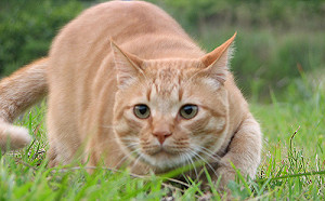 看臉就可以！日本「貓咪疼痛檢測器」準確率超過9成