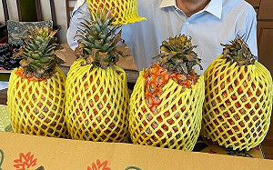 三年前中國「說禁就禁」矢板明夫：促成台灣鳳梨成功開拓日本市場