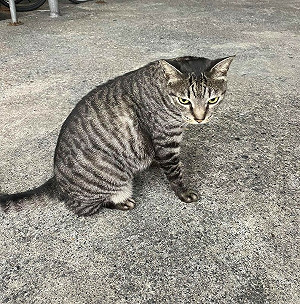 多起案例!名牌飼料疑致貓低血鉀、死亡   農業部:產品已抽驗6件查辦中