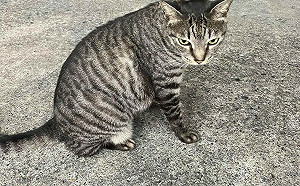 多起案例！名牌飼料疑致貓低血鉀、死亡   農業部：產品已抽驗6件查辦中 