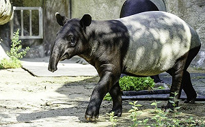 北市動物園馬來貘驚傳死亡！動物園證實了