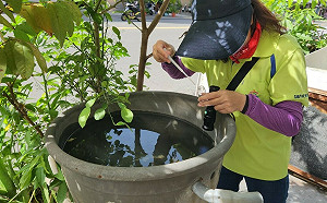 高雄本土登革熱連三天＋ 0  今年累計停留在18例