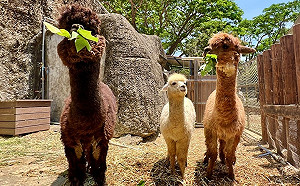 壽山動物園十大動物明星票選起跑  前20組進入決選
