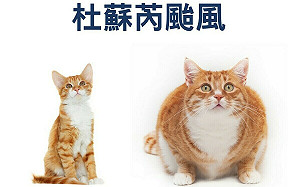 杜蘇芮颱風由瘦貓變大肥貓 內政部以圖片提醒大家做好防颱準備