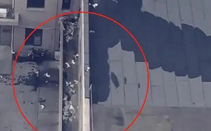 (影)15隻都這樣? 貓咪離奇墜樓亡 公安稱受驚嚇跳16樓 住戶駁 : 有人往下扔 