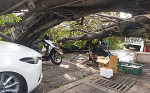 颱風杜蘇芮遠颺  高雄路樹倒塌壓傷2人