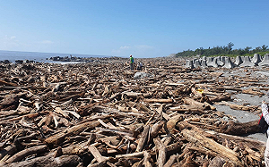  颱風後民眾撿漂流木遭逮！花蓮林管處：公告開放前勿撿拾