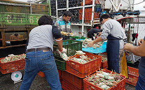 即日起至年底禁捕禁售抱卵母蟹 違者最高開罰15萬元