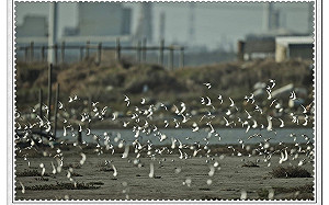 保育團體為黑面琵鷺請命 籲維護生態資源提供永久棲息地