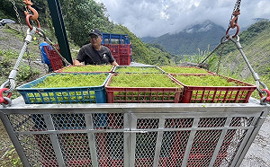 明霸克露橋鋼便橋斷 農民快急哭啟用流籠運菜