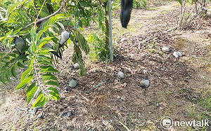 大目種釋迦杜蘇芮災損明起受理申請  每公頃救助95000元