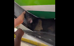 (影) 機場熊出沒！熊逃出籠子導致班機延誤 伊航致歉：超出可控範圍