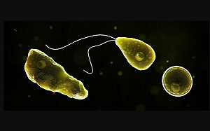 北部女玩親水設施染食腦變形蟲七天喪命！死亡率高達99% 業者停業