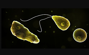 北部女染食腦變形蟲亡 疑室內戲水感染 業者喊冤：教練天天泡水但沒事