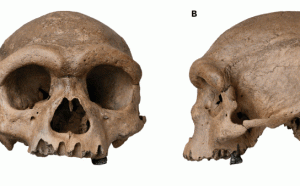 中國發現30萬年前的人類頭骨 與之前見過的任何早期人類不同