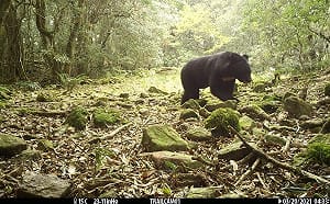 玉山台灣黑熊族群擴大！母熊帶3幼熊影像首次曝光