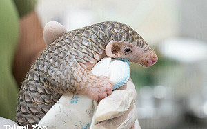 曾受重傷穿山甲「士林」當爸爸了！女兒已滿月　北市動物園曝生長狀況