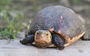 台灣原生龜類生存危機！林業署「2梯次保育課程」守護龜龜