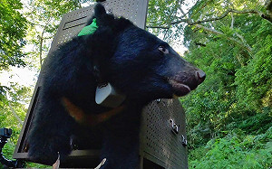 暖心！史上第一次部落協力 救援野放台灣黑熊回山
