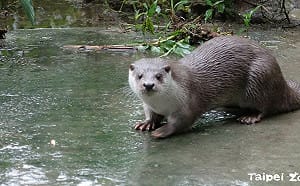 金門吉祥物「阿特」快閃動物園！抽機票看超萌歐亞水獺