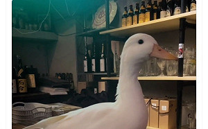老外部落客酒吧驚見寵物鴨 網問：確定不是晚餐？