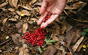 七夕情人節來嘉市小旅行 林場風清撿相思豆