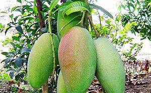 中國禁芒果有影響？ 郭倍宏笑了 : 果農說不需要給中國人吃…