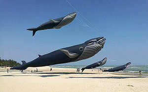 新竹國際風箏節9/2登場 全球最大鯨魚風箏將首度同台放飛