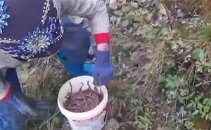「地龍」藥用需求大 中國商人在越南引發「蚯蚓熱」釀生態危機