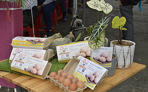 「完美雞蛋」現身！畜試所與原民會「友善飼養雞隻計劃」成果豐碩