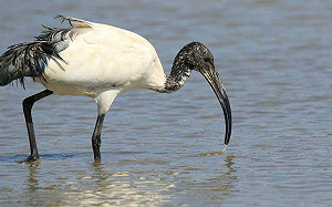 埃及聖䴉現蹤！林業署祭高壓手段移除：以清零為目標