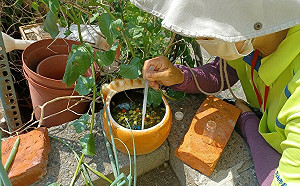 高雄本土登革熱＋8 暑假尾聲國內外疫情傳播風險升高