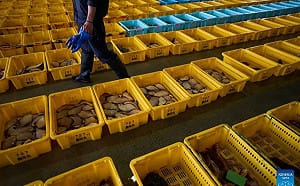 中國禁水產衝擊大！日本砸200億助漁民拓展新市場