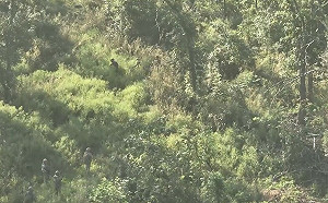 (影) 樹林好深看不到敵軍！烏軍與俄軍幾乎擦肩而過 勝利關鍵靠這個.....