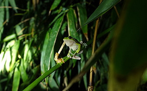 保育台灣特有諸羅樹蛙 嘉義地表最嫩鮮筍開賣啦！